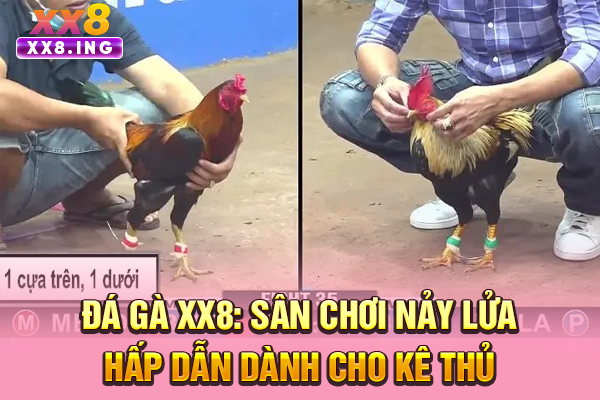 Đá Gà XX8: Sân Chơi Nảy Lửa, Hấp Dẫn Dành Cho Kê Thủ